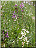 Orchis mâle et hypochrome