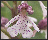 Orchis pourpre