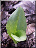 Rosette de mars Platanthère verte